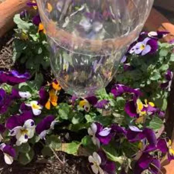 Blooms Pansy Plant 8-pansy plant-1249306-43570.webp